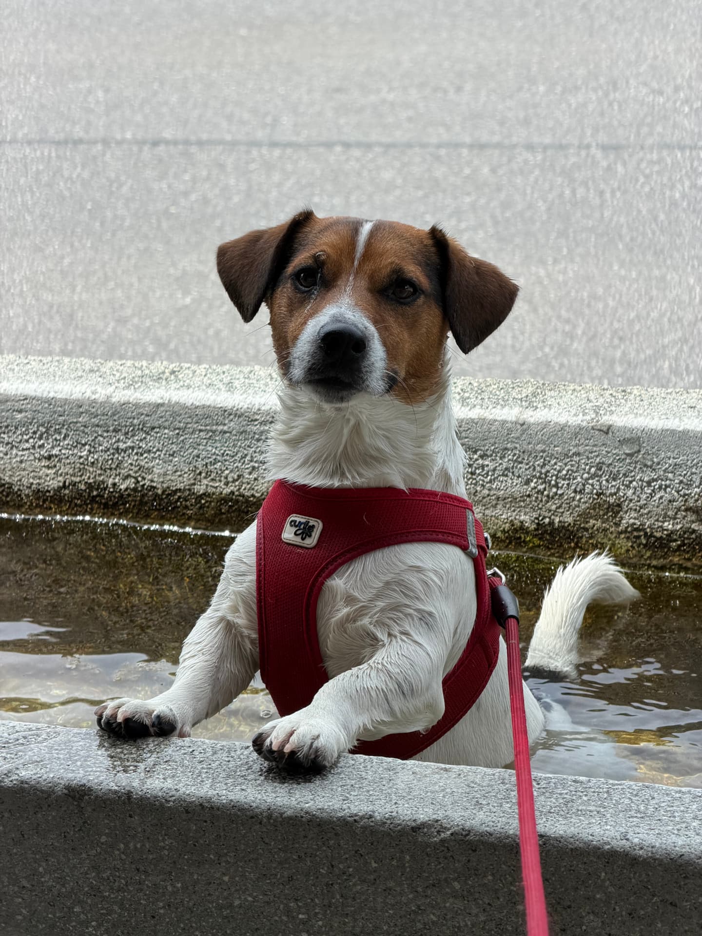 Yoshi, betreuter Hund von Hundezeit bei Ruth