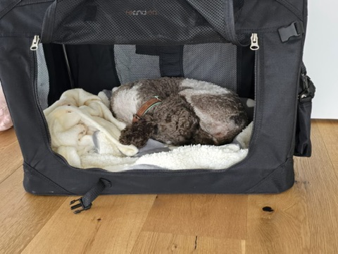 Betreuter Hund von Hundezeit bei Ruth