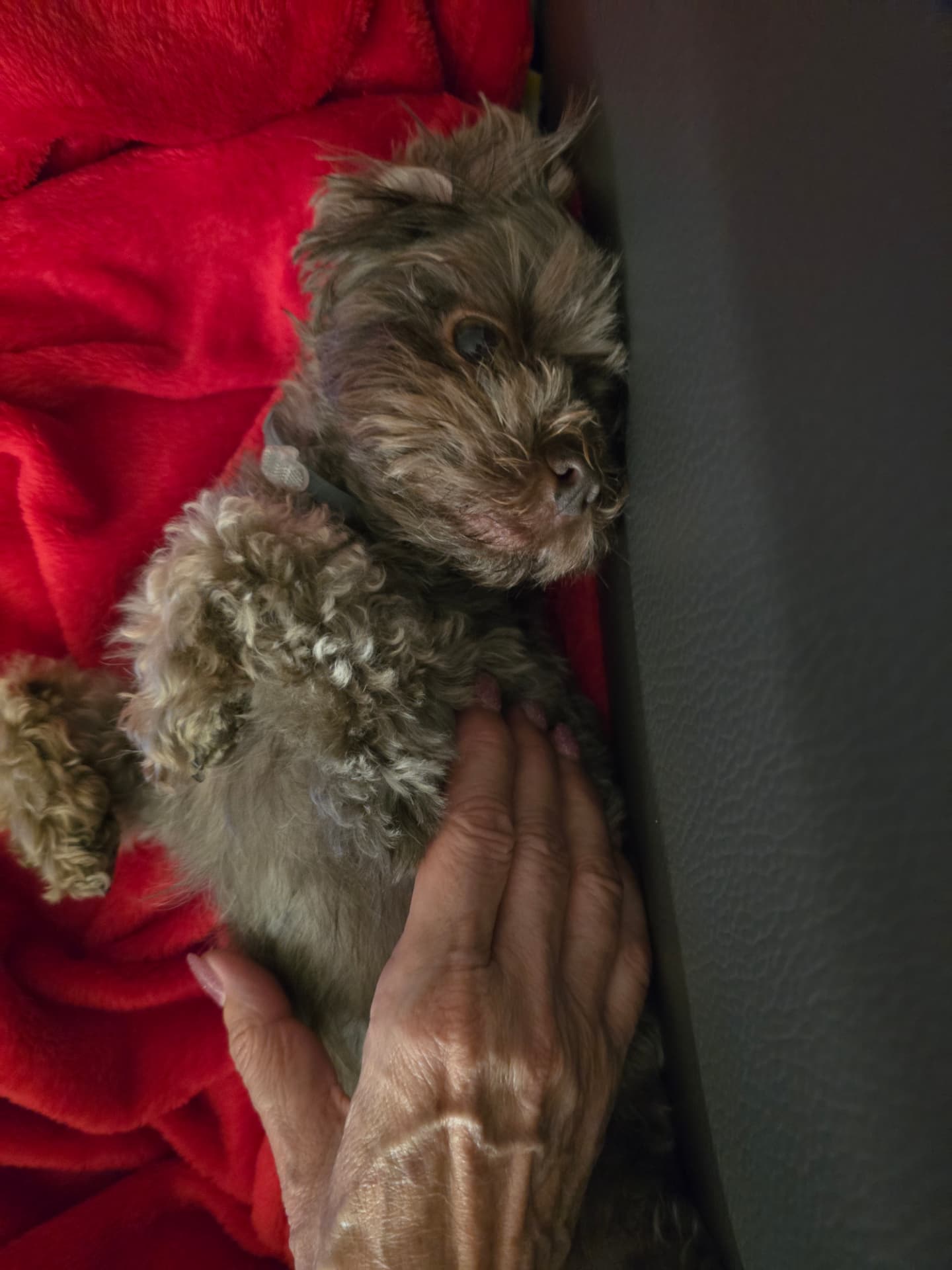 Bolonka Cookie, betreut von Hundezeit bei Ruth
