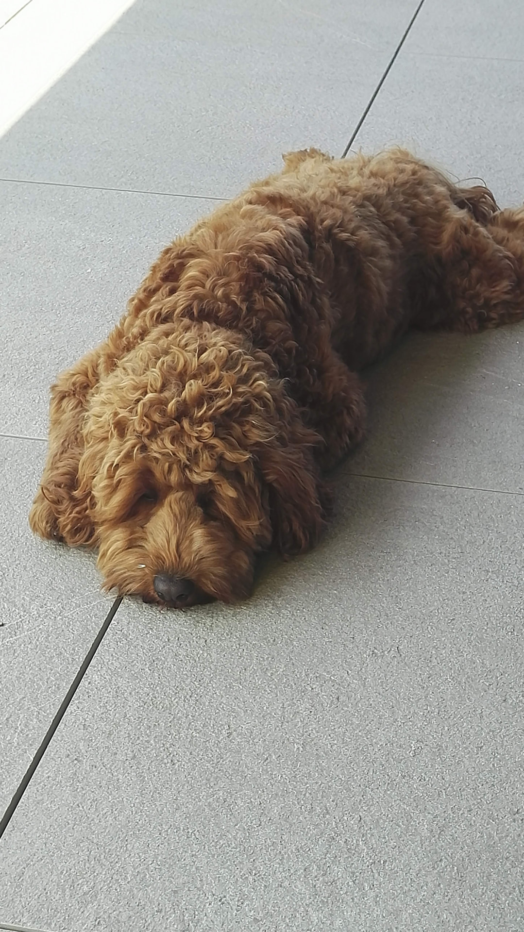 Hündin Oona, betreut von Hundezeit bei Ruth