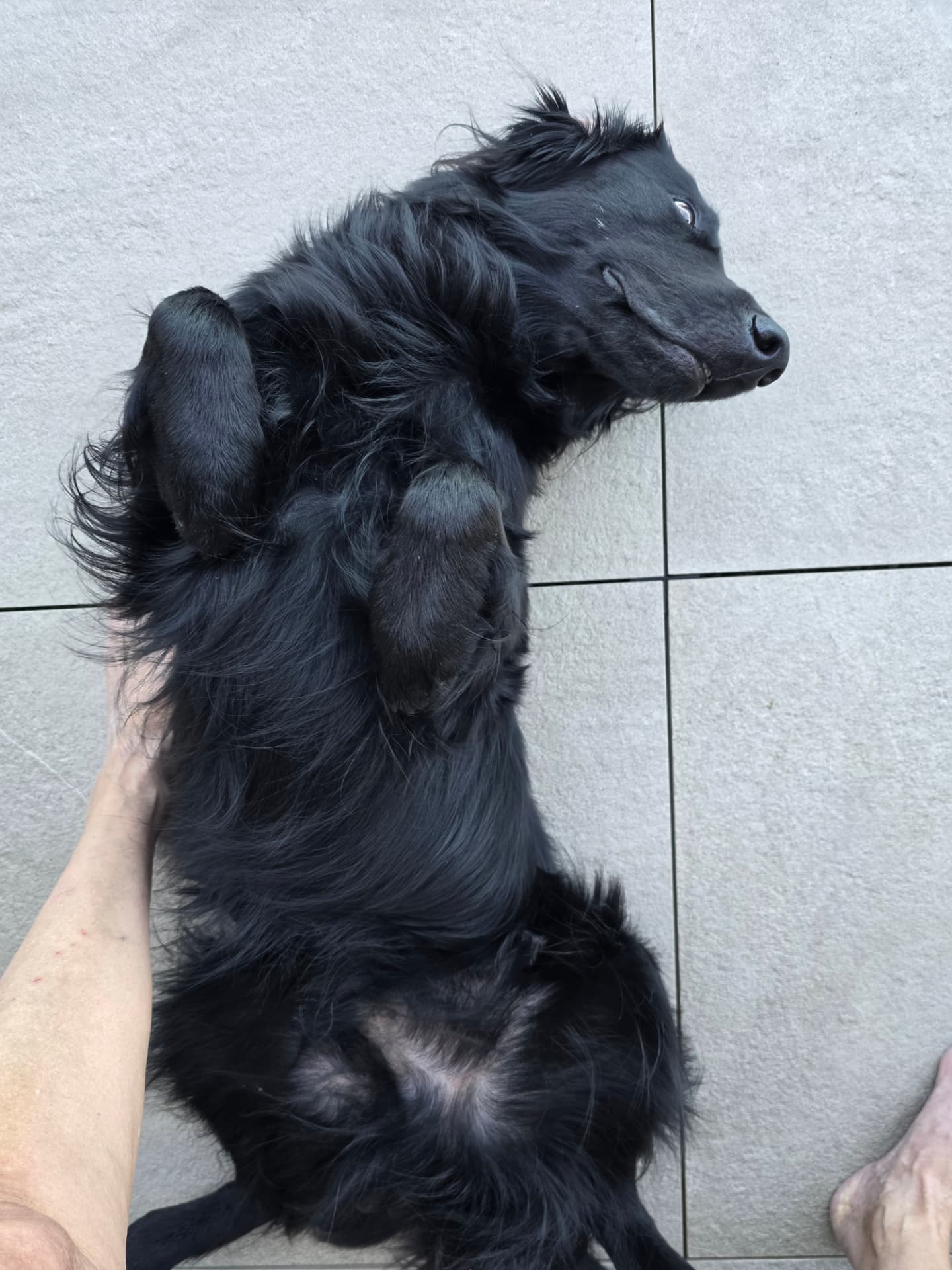 Milo, betreuter Hund von Hundezeit bei Ruth