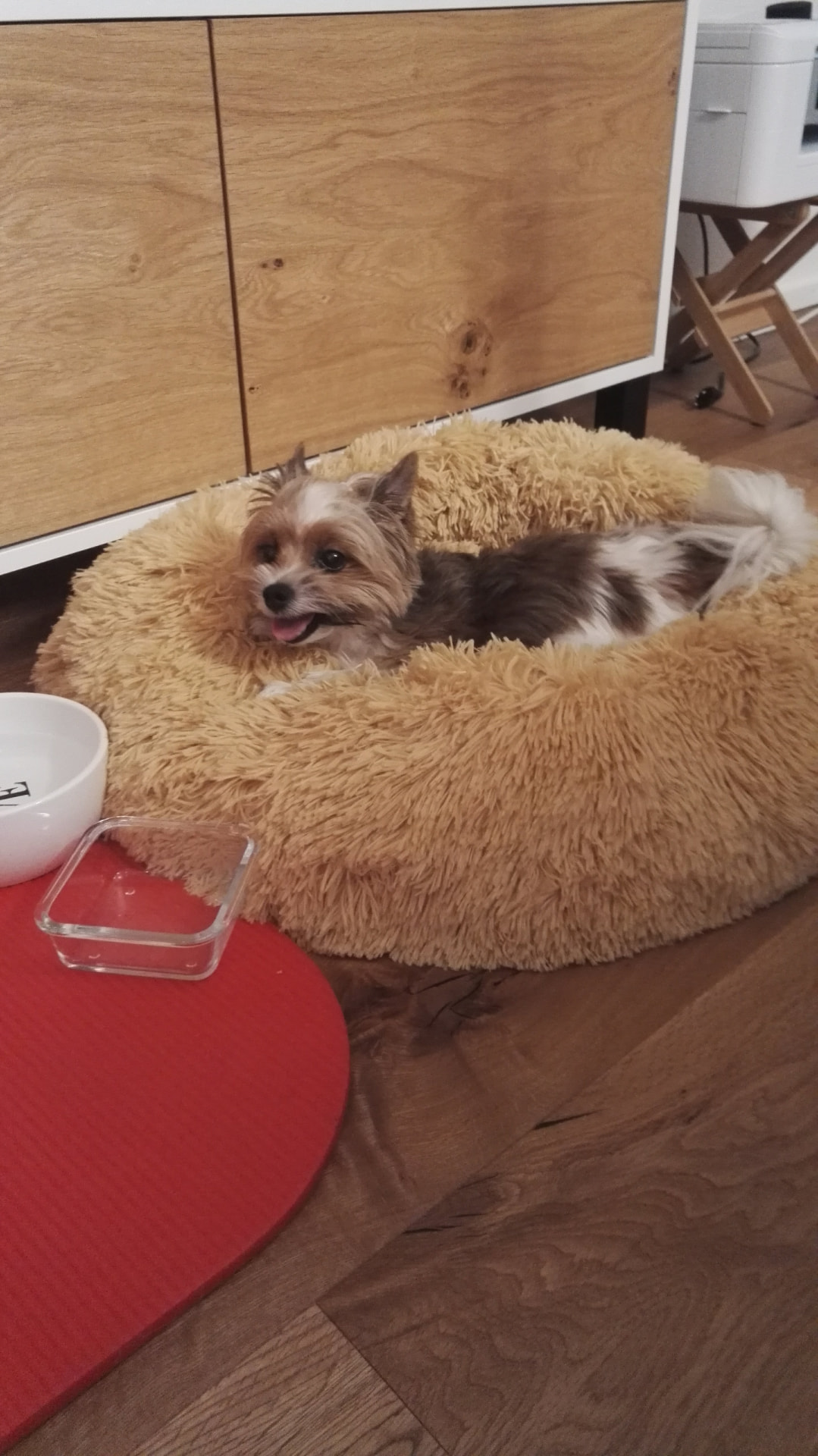 Mia fühlt sich bei Hundezeit bei Ruth wohl.