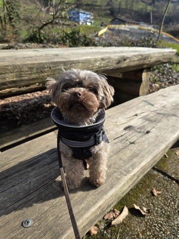 Betreuter Hund von Hundezeit bei Ruth