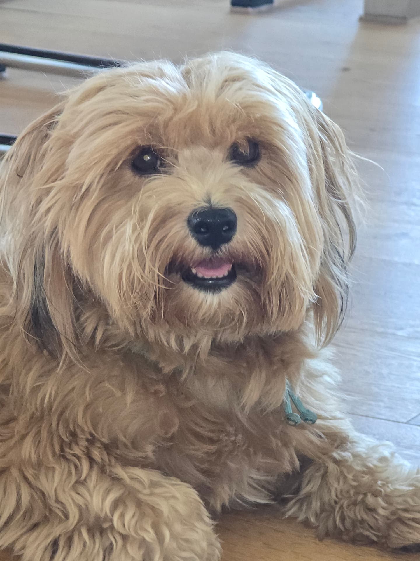 Pudel Simi, betreut von Hundezeit bei Ruth