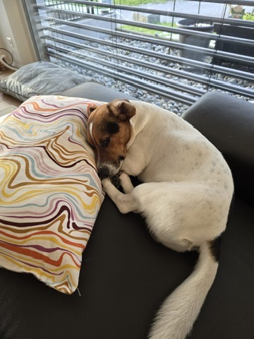Hund liegt geborgen und entspannt auf dem Sofa